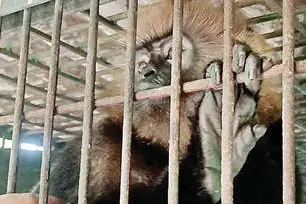 Kerala forest dept gets rid of Nilgiri Langur ‘Beeran’, releases into TN forest