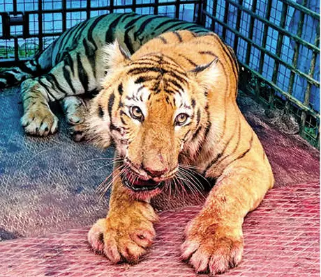 Tiger caught at Vakeri | Photo: Shameer Machingal