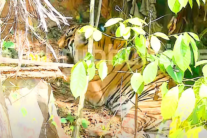 Tiger that killed Wayanad farmer spotted at plantain farm, tranquilised