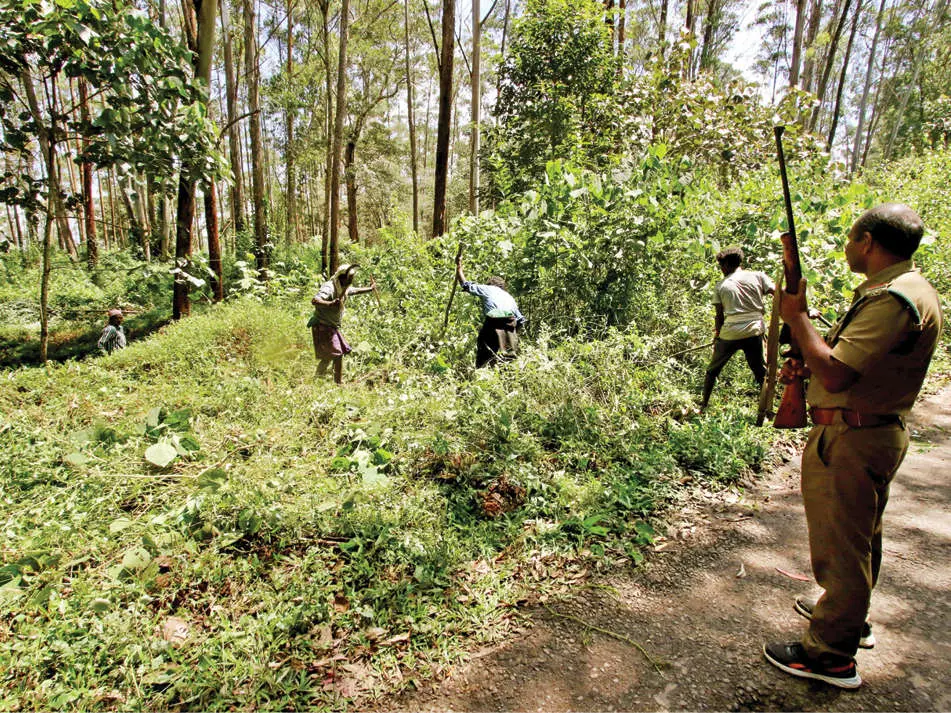 Forest officials in search of tiger in Wayanad | Photo: Mathrubhumi Epaper