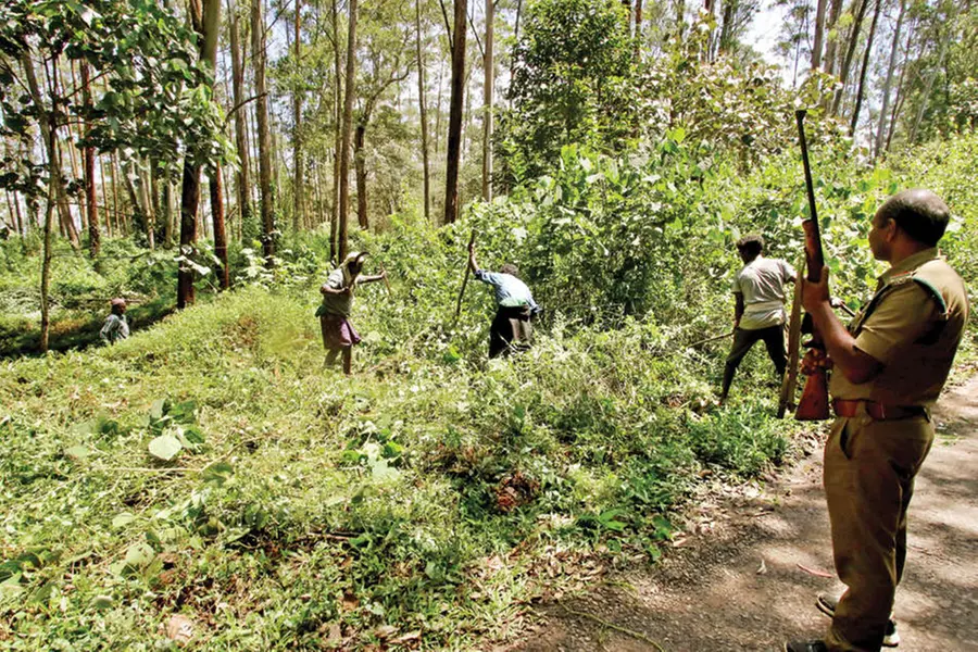 Officials intensify search to catch tiger on prowl in Wayanad; collector assures compensation