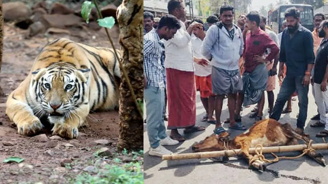 Representative Image, Residents of Koleri block road with calf's carcass | Photo: ANI, Mathrubhumi