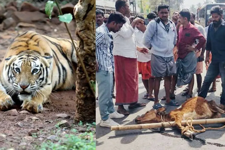 Tiger presence alarms Wayanad residential areas, locals attribute calf’s death to wild animal attack