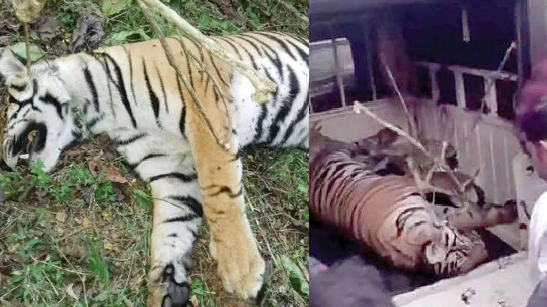 Tiger lying dead | Photo: Mathrubhumi