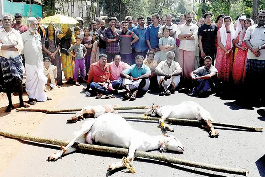 Tiger menace in Wayanad locality: Residents stage blockade with domestic animals dead in attack