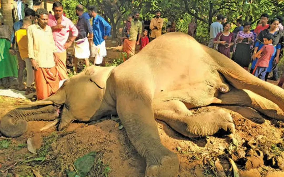 Wild Elephant | Photo: Mathrubhumi