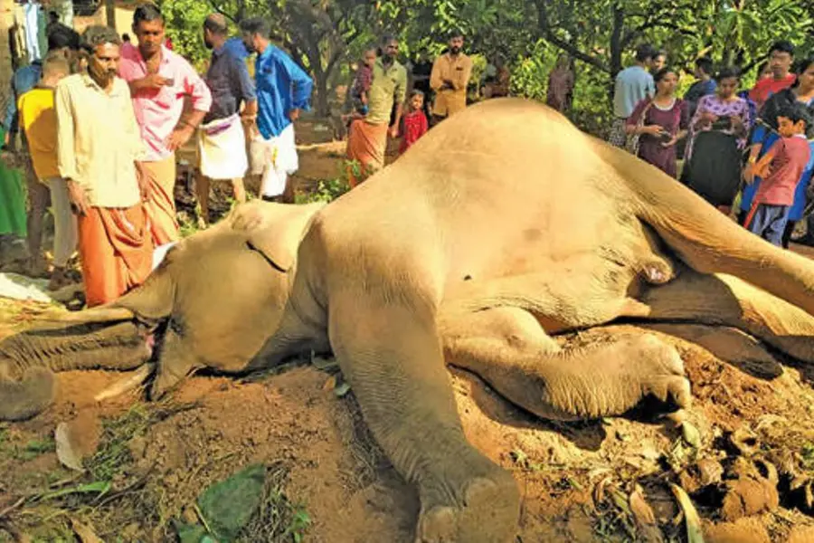 Wild jumbo which died of electrocution in Aralam consumed wash: Report