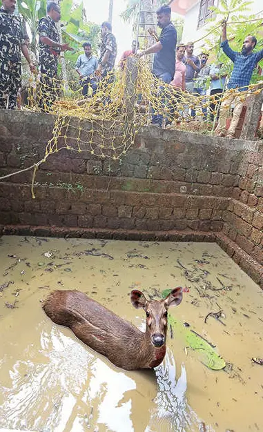 Sambar deer spotted in Kozhikode