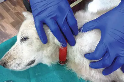 'Ponnoos', who has rare blood cancer, is recovering through chemo therapy
