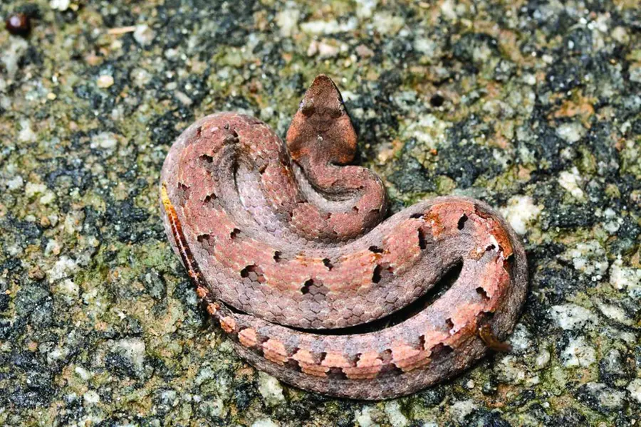 Wadakkanchery school student suffers snake bite from school premises