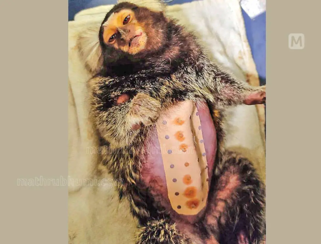 The pet monkey after surgery