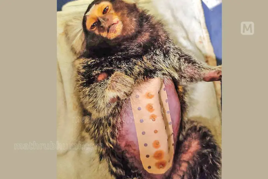 Kerala vets rescue pet monkey from high risk pregnancy-related complications