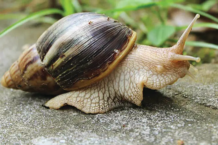 African snail invasion returns to Thrissur leaving villagers in distress
