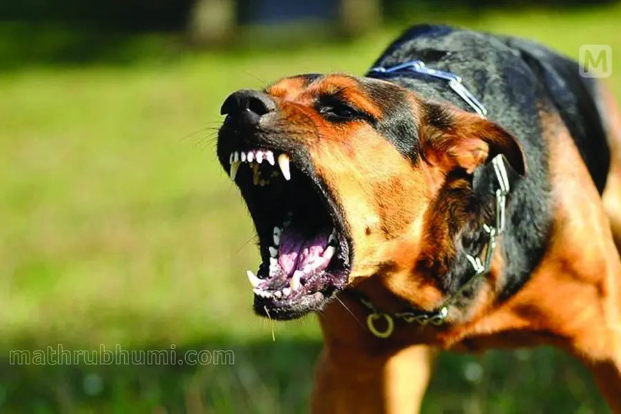 Rabies infection: Woman under treatment dies in Thrissur