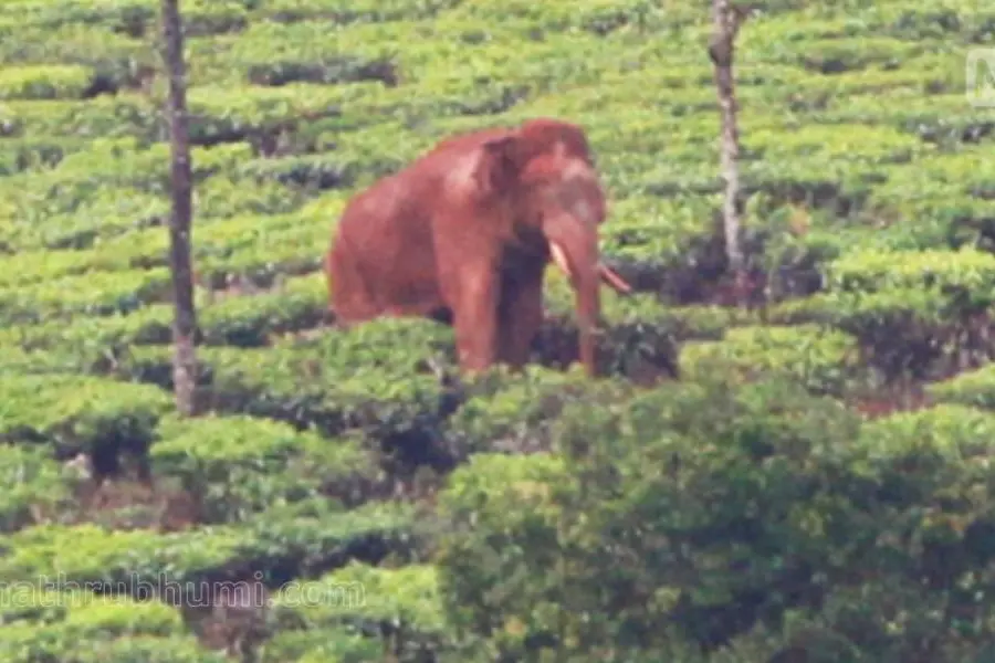 Arikomban goes on rampage again; prohibitory orders in Meghamalai, tourists restricted