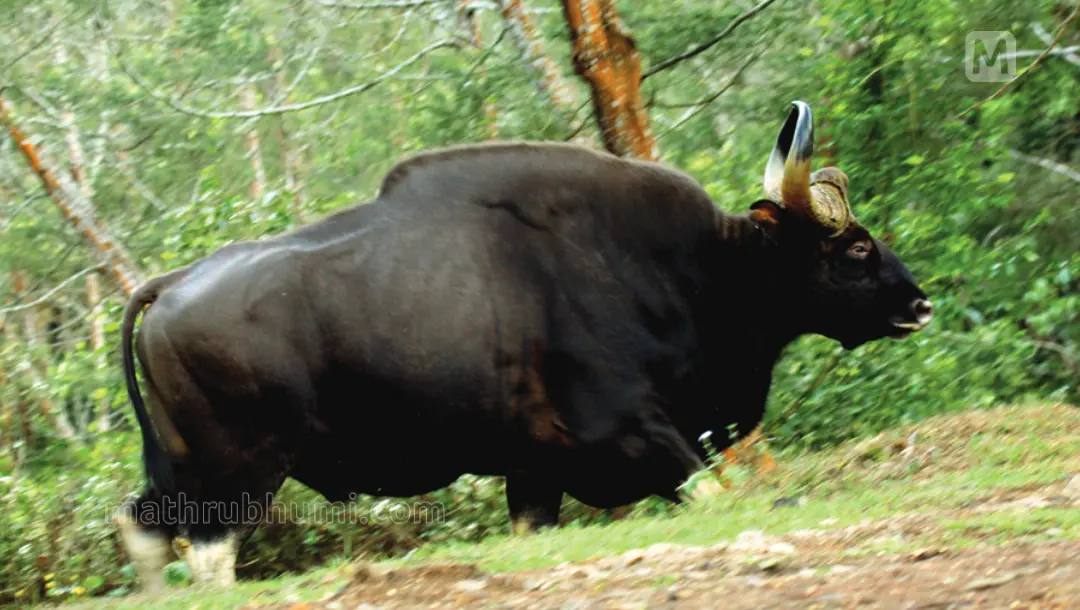 Representation image | Mathrubhumi