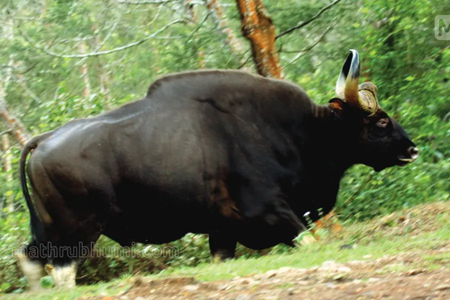 Suspicion over death of bison in Thiruvananthapuram zoo