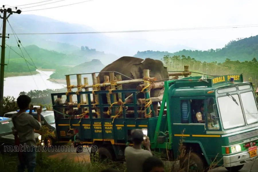 Arikomban moves to deep forest in Periyar, radio collar facilitates tracking