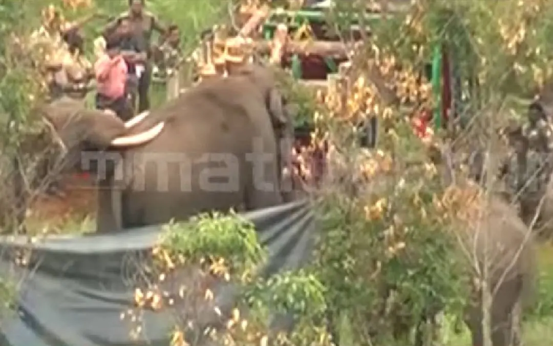 Kumki elephants trying to push tranquilized Arikomban into vehicle for transporting the rogue elephant from Chinnakanal | Videograb: YouTube: Mathrubhumi News