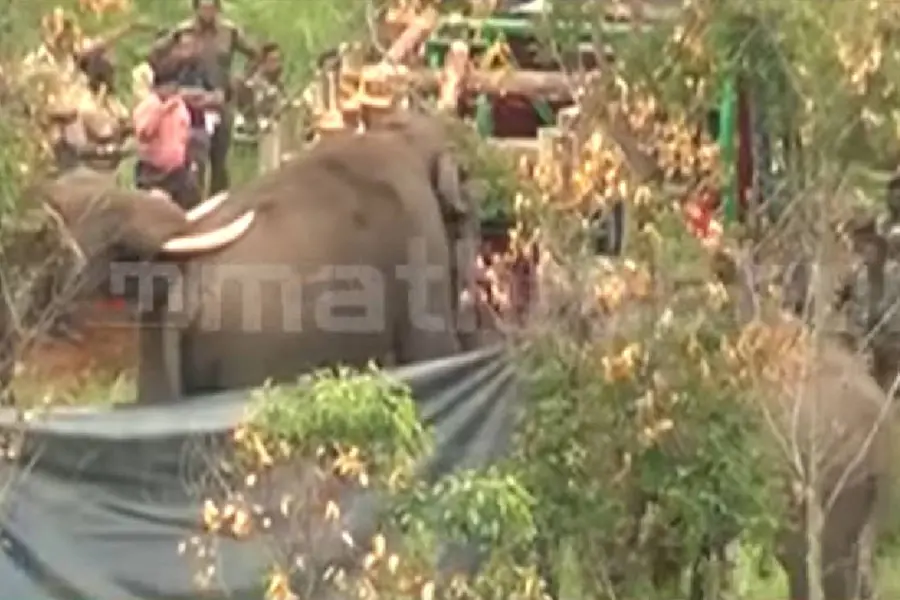 Arikomban tranquilised, to be transferred to another location