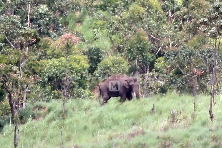 Mission Arikomban: Task force fires tranquiliser shots, tusker seen dizzy