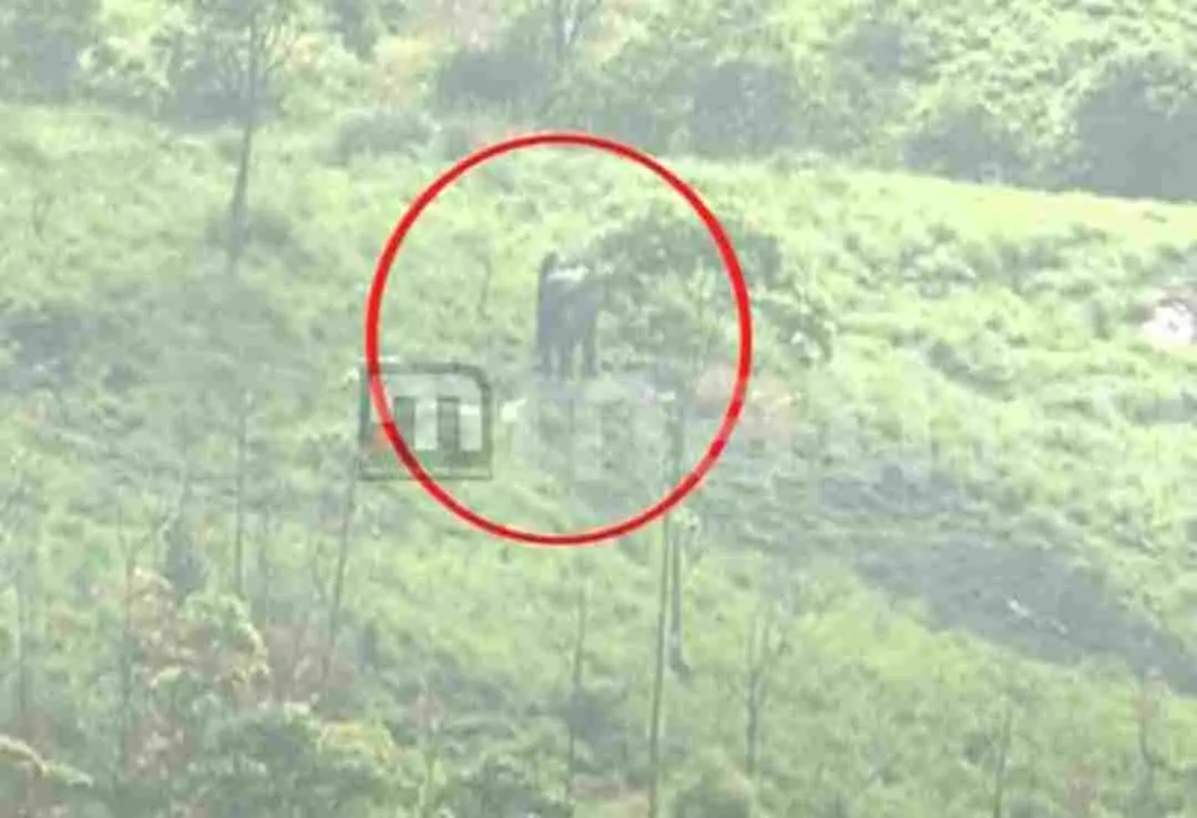 Tusker spotted near Sinkukandam | Photo: Mathrubhumi News / Screengrab