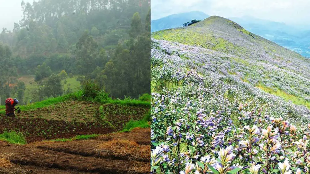 Kanthalloor | Photo: Mathrubhumi