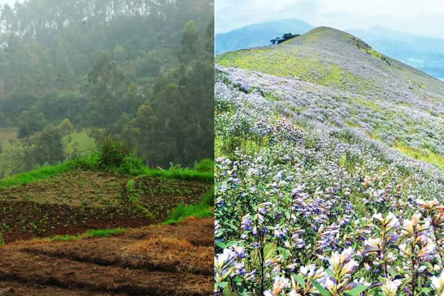 Festival at Kerala’s apple valley: Grand Kanthalloor fest in Idukki commences today