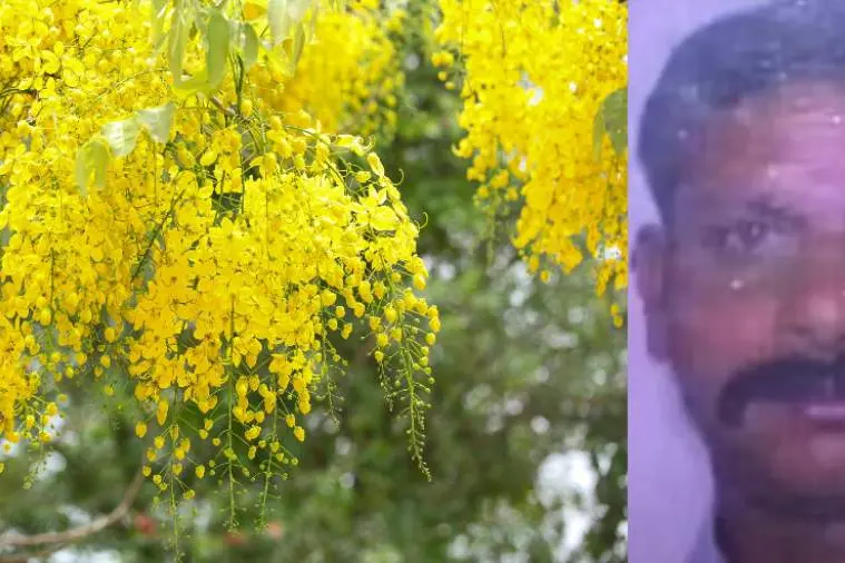 Idukki man dies after falling from ‘Kani Konna’ tree on eve of Vishu
