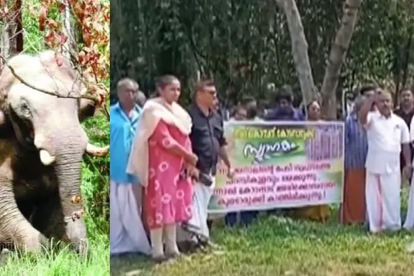 Kodanad 'welcomes' Arikomban; Protest brewing in Parambikulam
