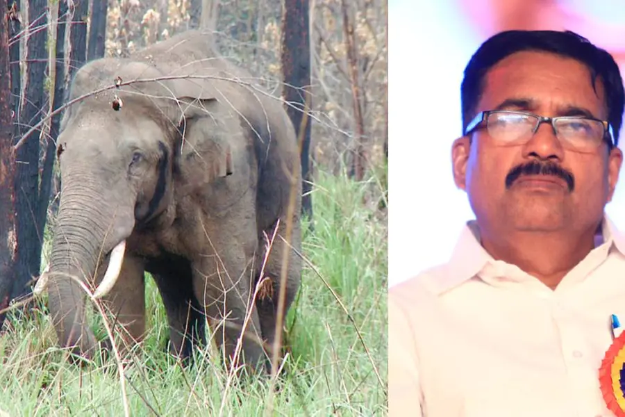 'Not here': Nenmara MLA against translocating Arikomban to Parambikulam; protest on Wednesday