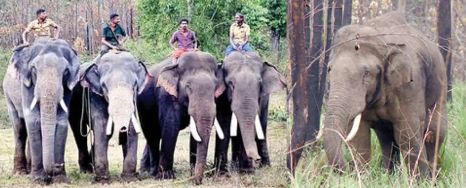 Kumki elephants, Arikomban