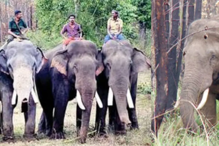 Arikomban poses threat to kumki elephants in Chinnakanal; officials mull further action