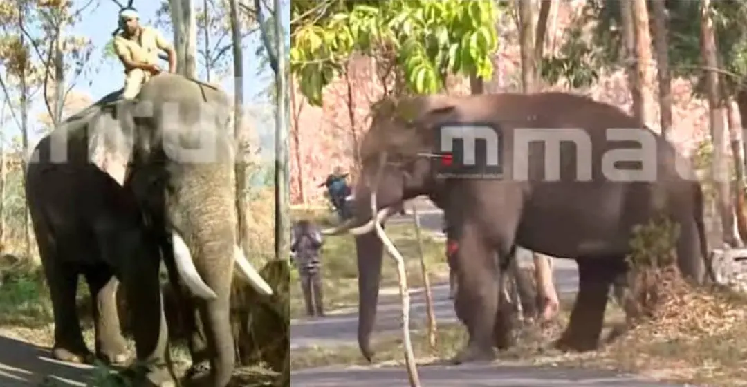 Kumki elephant Vikram, When Chakkakomban arrived in Chinnakanal | Photo: Mathrubhumi News/ Screengrab