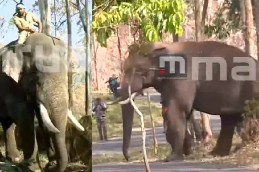Sensing smell of kumki elephant, Chakkakomban arrives instead of Arikomban; officials dismayed