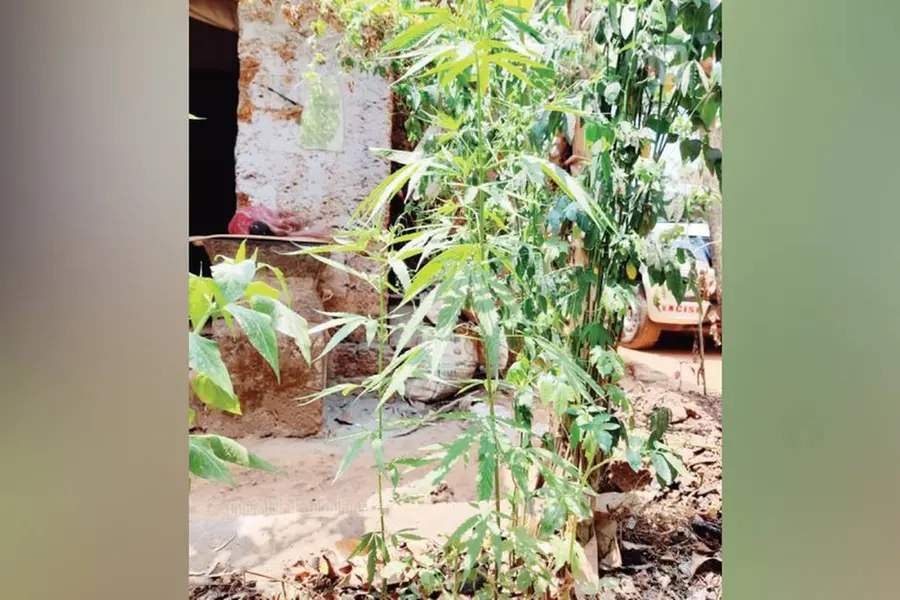 Excise books man for growing cannabis on home premises