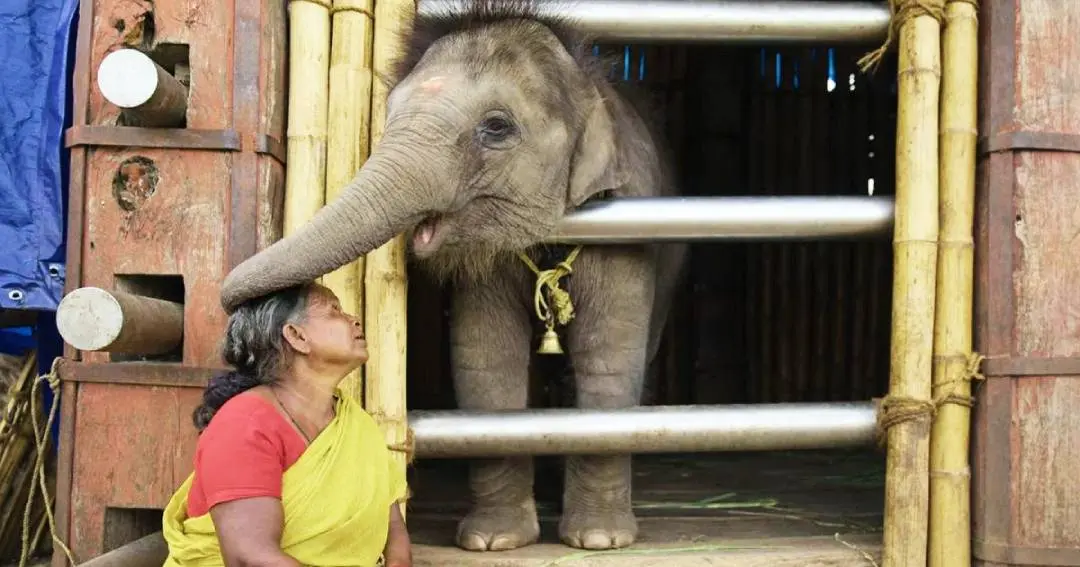 Belli in 'The Elephant Whisperers' | Photo: Netflix