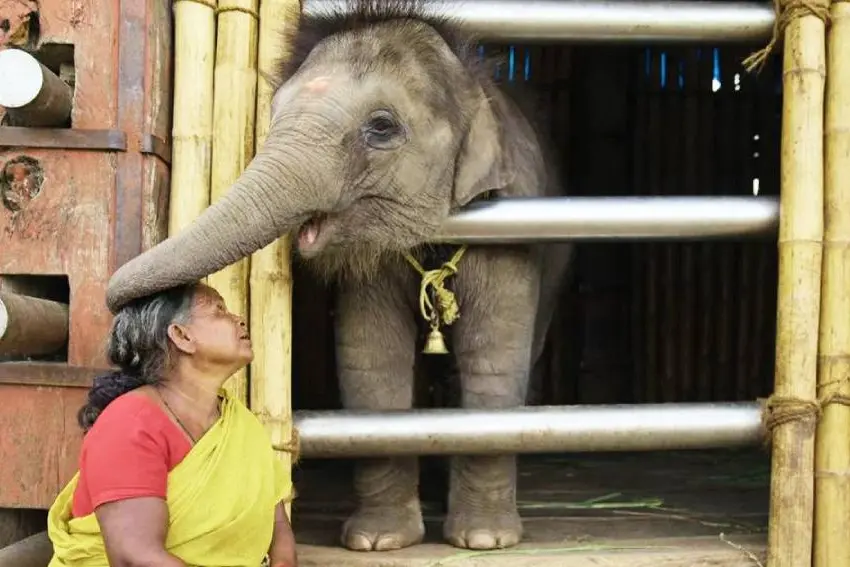 Elephants are like our children, says Belli of 'The Elephant Whisperers'