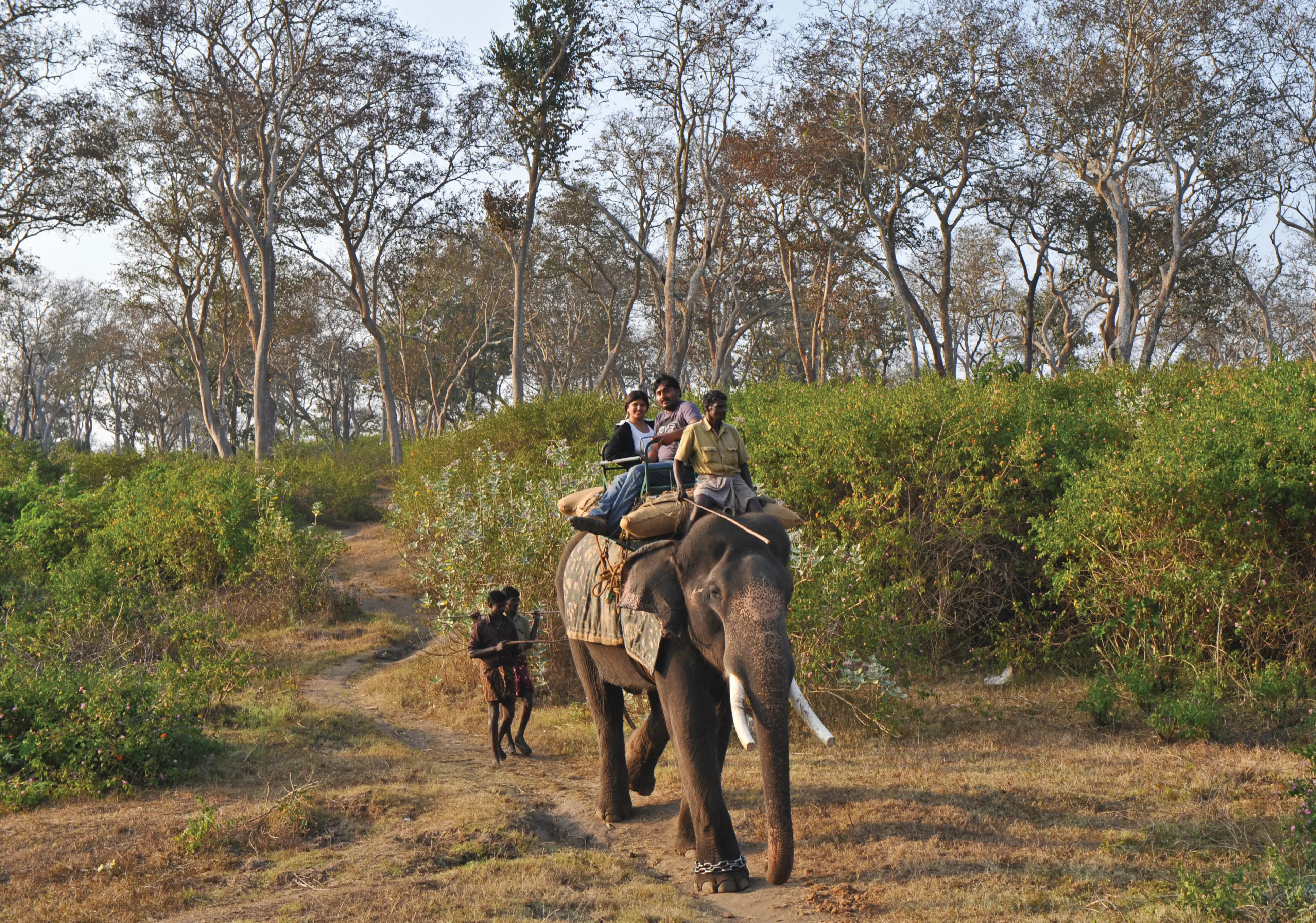 Mudumalai sanctuary