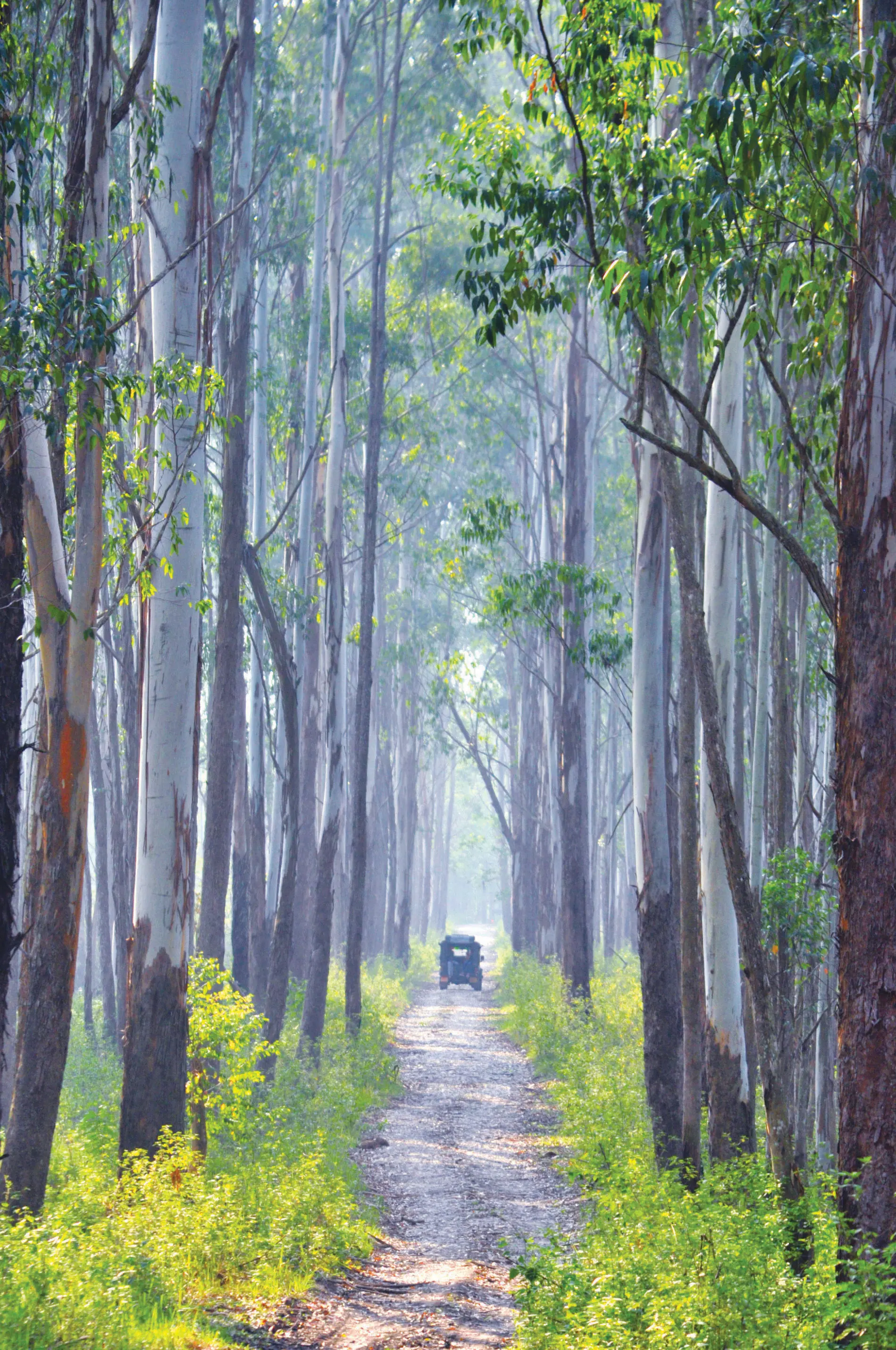 Muthanga wildlife sanctuary | Photo: Mathrubhumi