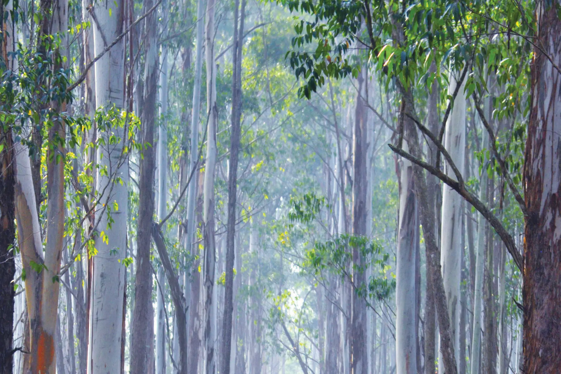 Entry to Muthanga, Tholpetty wildlife sanctuaries restricted till April 15