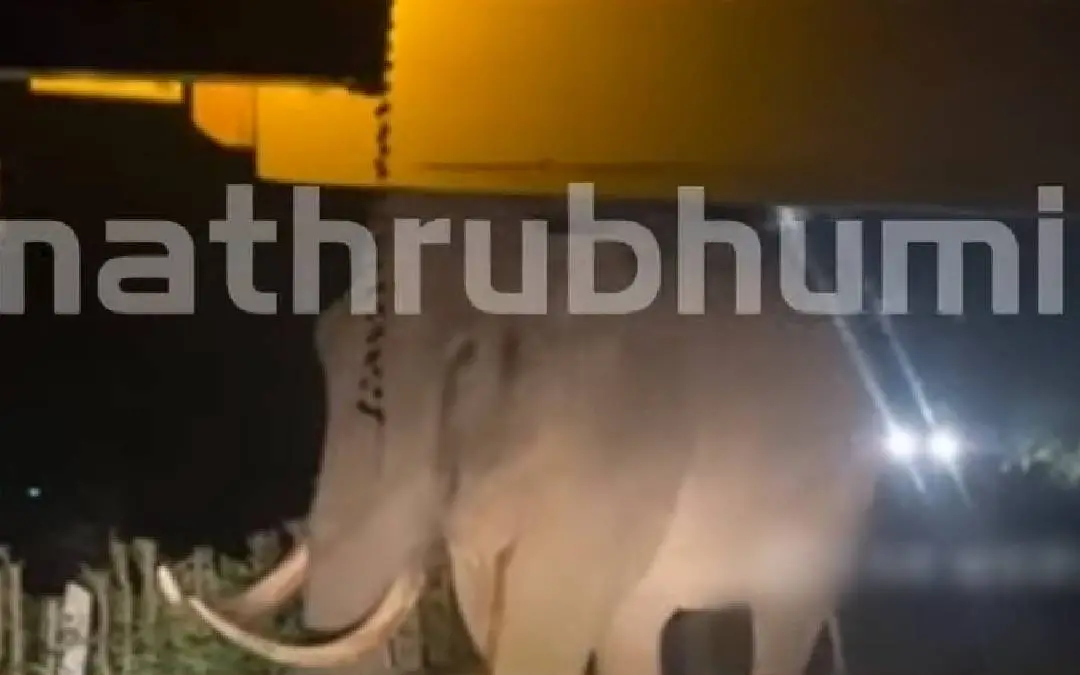 Padayappa blocks KSRTC bus in Munnar | Photo: Screengrab Mathrubhumi News