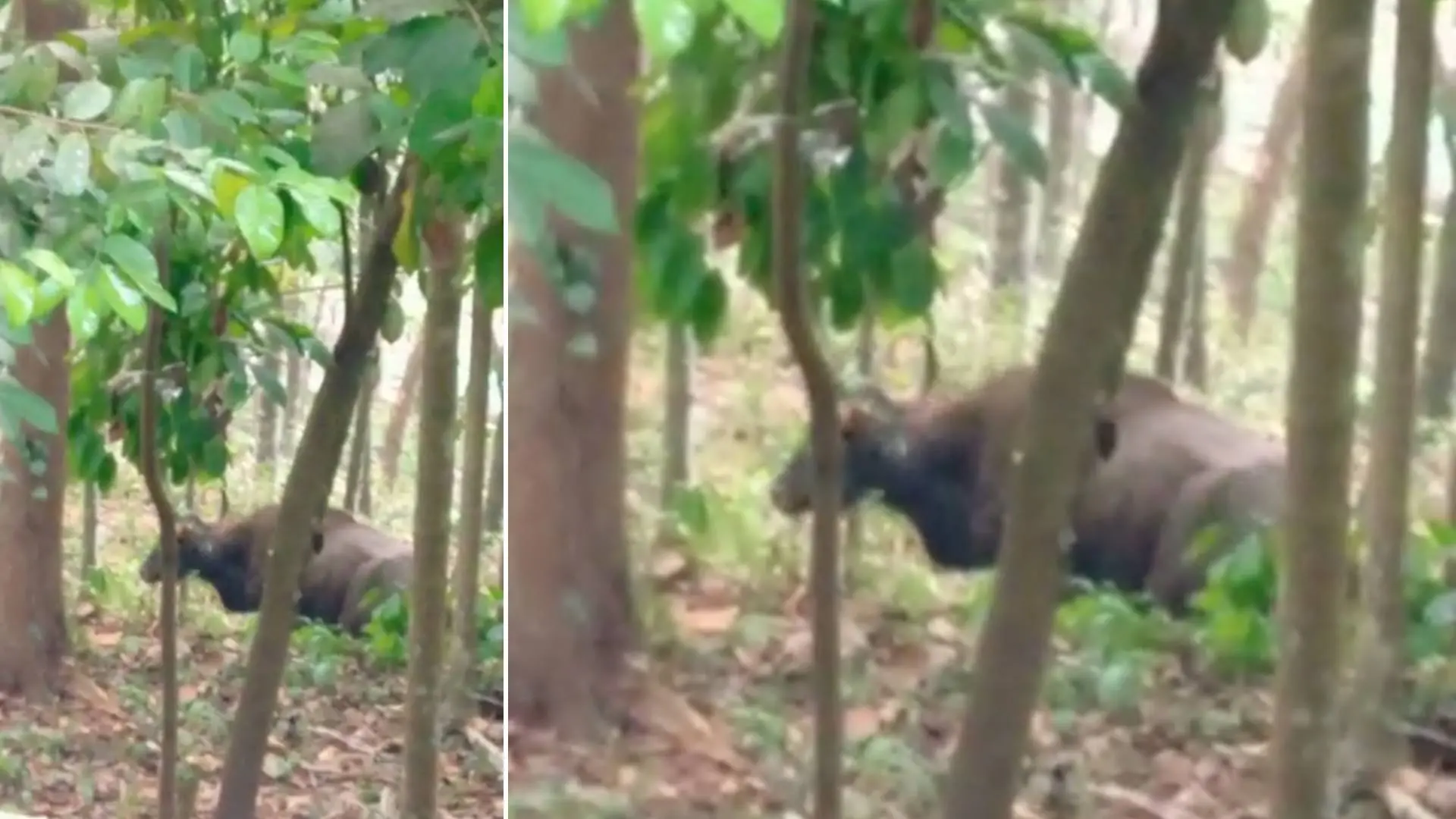 Bison after being rescued from well