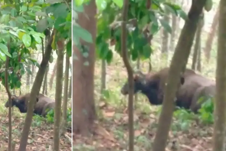 Bison strays into residential areas in Kottayam, attempts to drive it to forest continues