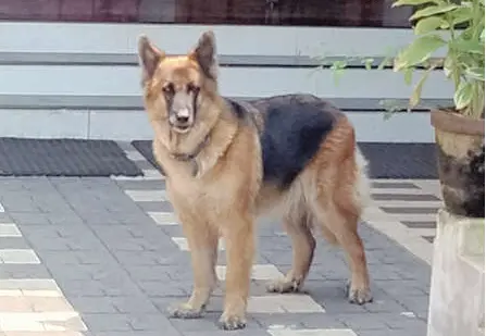 Pet dog Julie