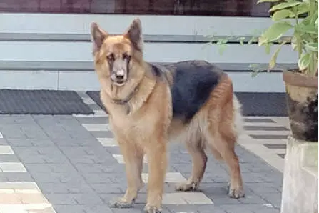 Woman unaware of cobra bite alerted, saved by pet dog