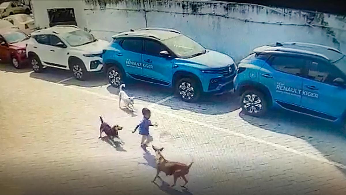 Child mauled to death by stray dogs in Hyderabad