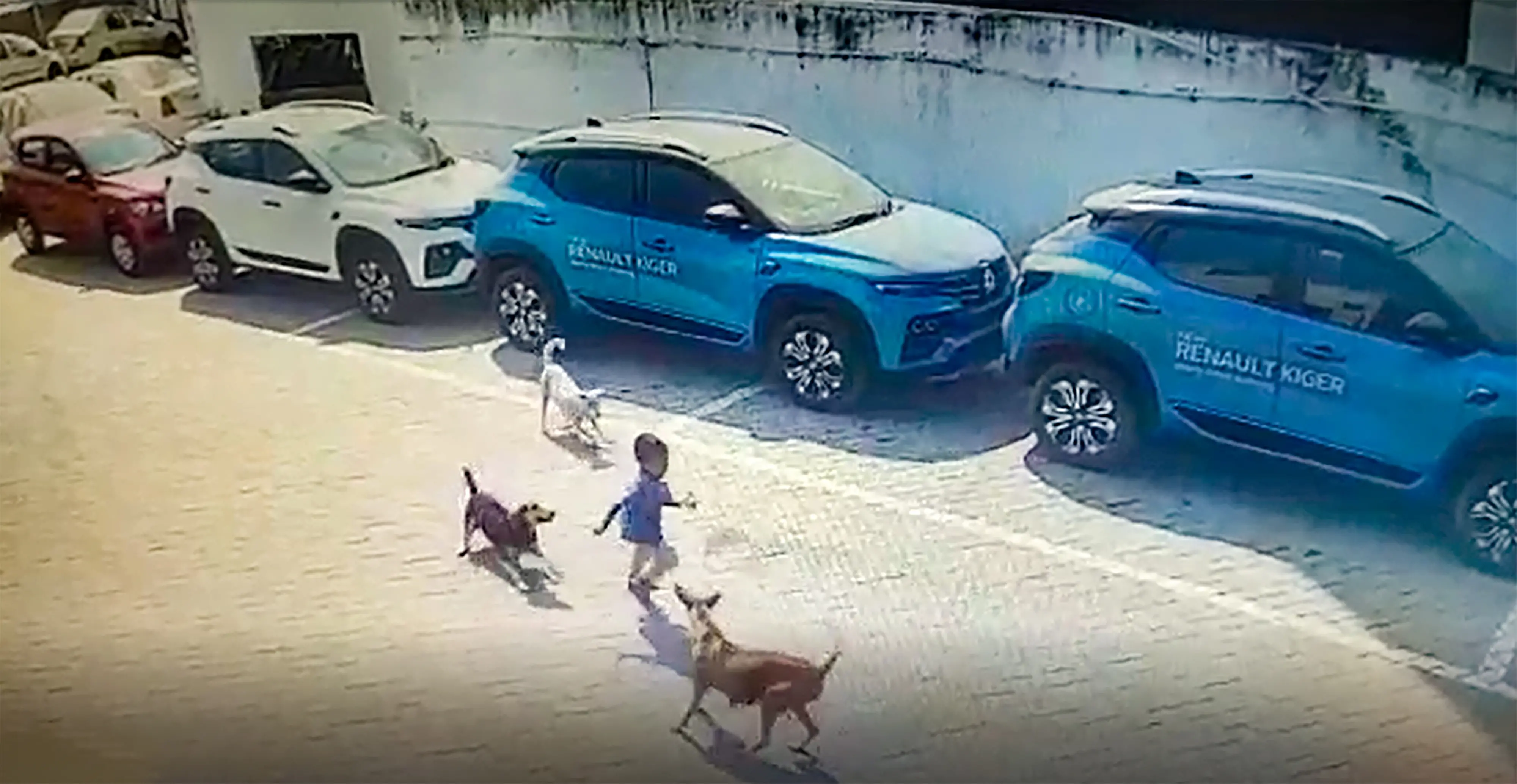 Stray dogs attack a four-year-old boy, in Hyderabad, Sunday, Feb 19, 2023. The boy was mauled to death / Photo: PTI