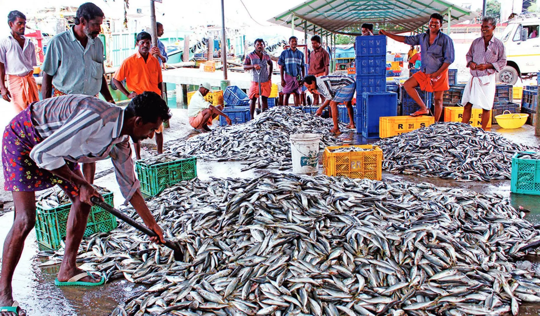 Sardines | File Photo: Mathrubhumi