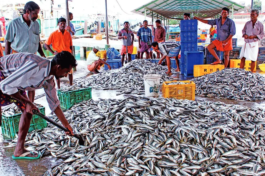 With ample catch of sardines, price drops to Rs 50/kg